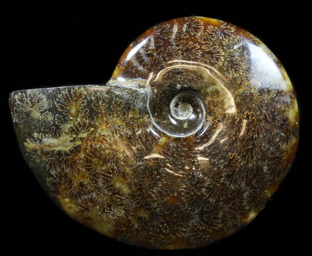 Polished, Agatized Ammonite (Cleoniceras) - Madagascar #88347
